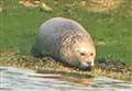 Is this the fattest seal you've seen?