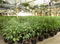 Police uncover £1.4m cannabis factory