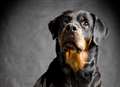 Rottweiler saves pregnant woman from knife gang