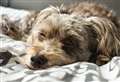 How to spot the signs of conjunctivitis in dogs 