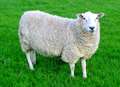 Horror as rotting sheep and lambs discovered in field 