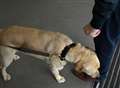 School to bring in 'sniffer dogs'