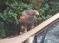 Bird of prey spotted on car