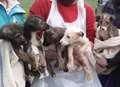 Six puppies dumped in field in 'terrible condition'