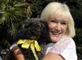 Yellow ribbon scheme aims to promote hound harmony 
