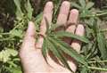 Cannabis farm raided by police