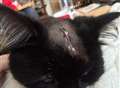 Pet owner issues warning after cat shot in head 