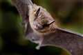 Citizen surveying suggests positive news for bat populations
