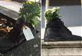 Mystery behind blooming boots revealed 
