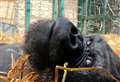Animal park mourns ‘quirky and sweet’ gorilla