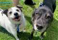 Plea to rehome senior dog ‘best friends’ at shelter for more than 100 days