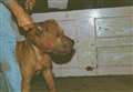 Figures reveal the scale of dog fighting in Kent