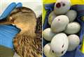 Duck killed in catapult attack found lying near nine ‘stone cold’ eggs