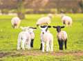 Flock to the sheepstakes 