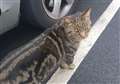 'Asda Cat' owner reveals all