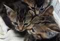 Kittens riddled with fleas rescued by RSPCA 