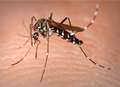 Mosquitoes spreading deadly diseases threaten Kent