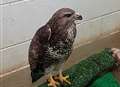 Buzzard found hanging from fishing line