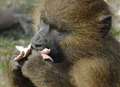 Baboon sedated after dramatic escape at animal reserve