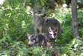 Wolf cubs take first steps