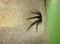 The monster spider that feasts on false widows