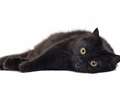 Black cats becoming unwanted in Kent