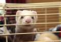 Spate of ferret thefts prompts warning