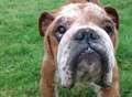 Rise in animal cruelty in Kent
