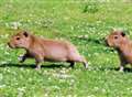 new capybara pups