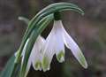 Snowdrop-mania to sweep in