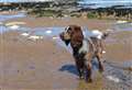 Kent has one of the UK's best dog-friendly beaches