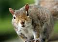 Nuts or what? £60 fine for feeding squirrels 