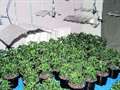 Cannabis "farmer" caught with £30,000 crop