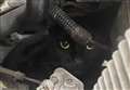 'Petrified' cat survives five-mile trip under car bonnet on school run