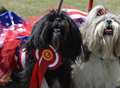 Dog owners see their pooches shine in show