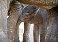 Baby elephant born at Howletts