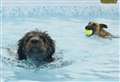 The paw-fect pool for dogs