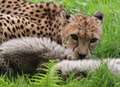 'Cheetah escapes' at Port Lympne