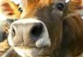 Testing begins after cow disease case confirmed in Kent
