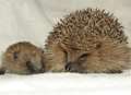 These prickly creatures are helped out by animal lovers