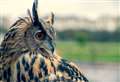 Bird of prey shows axed at attraction with breeds to be rehomed