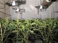 Cannabis factory uncovered