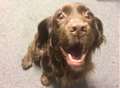 Dog reunited with owners after police raid 