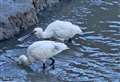 Twitchers flock to catch glimpse of rare bird at Kent creek