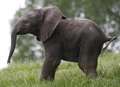 Animal park welcomes baby elephant