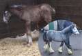Abandoned foal ‘alive and kicking’ in time for Christmas 