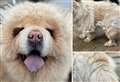 Stray dog service appeal after ‘abused’ chow chow found