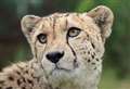 Cheetah put to sleep at Big Cat Sanctuary