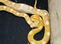 Snakes alive! Man's shock garden discovery