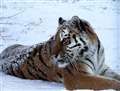 Big cats make the most of snowy weather!